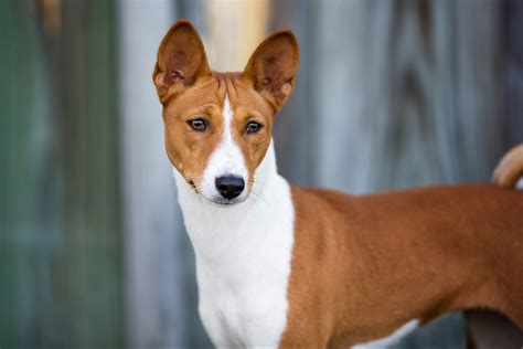 large dogs with pointy ears|dogs with large upright ears.